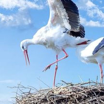 A zord időjárás ellenére egyre több gólya tér vissza hazánkba