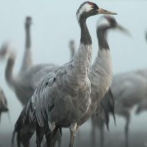 Megérkeztek a darvak a Hortobágyra