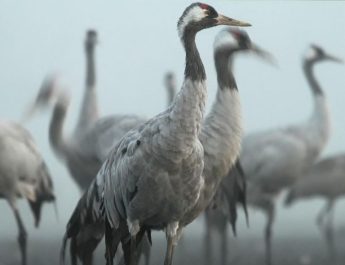 Megérkeztek a darvak a Hortobágyra